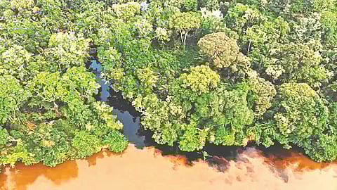 काँगो खोऱ्यातील प्राचीन कार्बन साठ्यातून मोठ्या प्रमाणावर उत्सर्जन