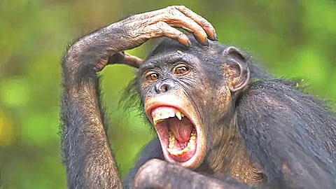 Bonobo ape