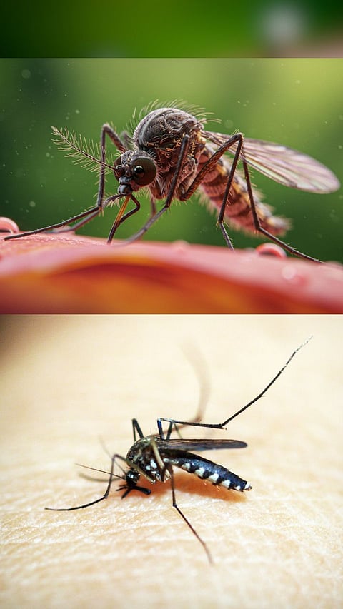 Try these home remedies to get rid of mosquitoes from your home 