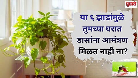 money plant to rubber plant these 6 plants can attract mosquito