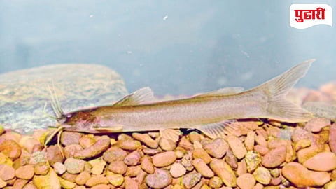 New Catfish Species