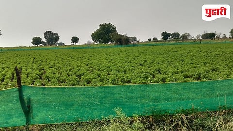 Purna News | डुकरांच्या उपद्रव टाळण्यासाठी शेतकऱ्यांनी लढवली शक्कल, भुईमूग पिकाला नेटचे कुंपण!