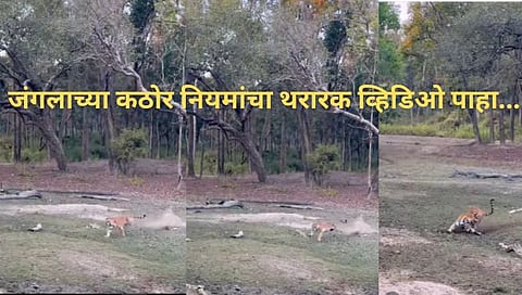 tiger hunting video goes viral
