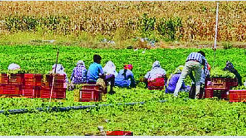 jalna  agriculture news