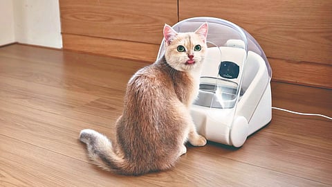 Cat Face Recognition Feeder |