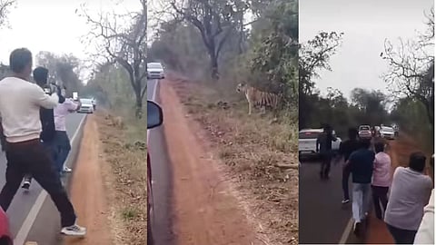 Chandrapur Tiger News 