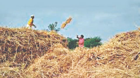 Sangli news: ज्वारी लागवड घटली; कडब्याचे दर गगनाला