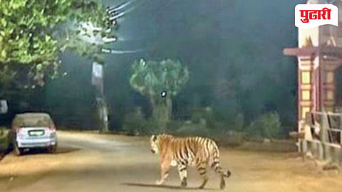 Tiger Sighting Harmal Goa