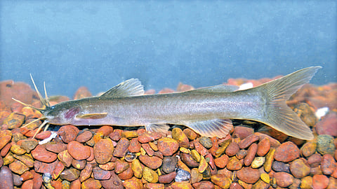 Sahyadri fish species