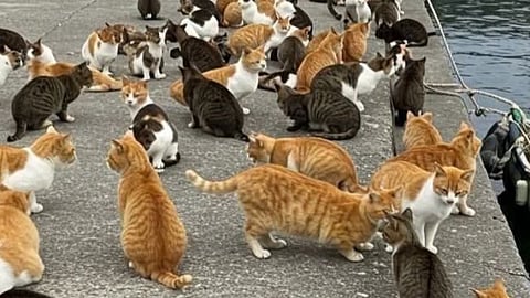 Cat Islands | काय सांगता! या बेटावर माणसांपेक्षा मांजरांचीच संख्या जास्त! 