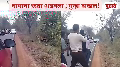 Chandrpur Tiger News 