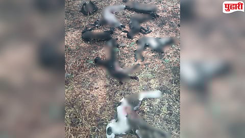 Latur Stray Dog Attack : शिरूर अनंतपाळमध्ये मोकाट कुत्र्यांचा थरार; १२ कोकरांचा लचके तोडून मृत्यू