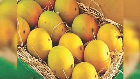 Alphonso mango production