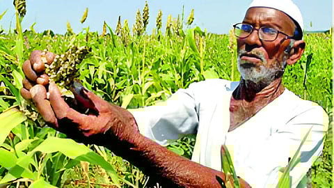 beed agricultur news