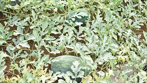 Raigad yellow watermelon