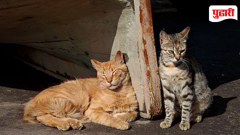 Yerwada Cat Dispute
