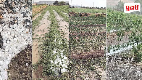 Ahilyanagar Crop Damage