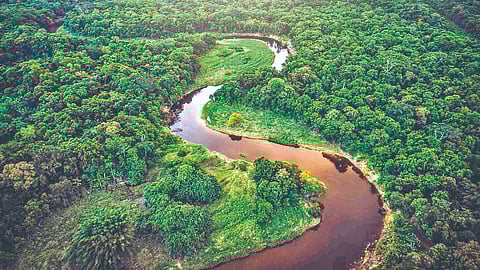 Forests sustainable future |