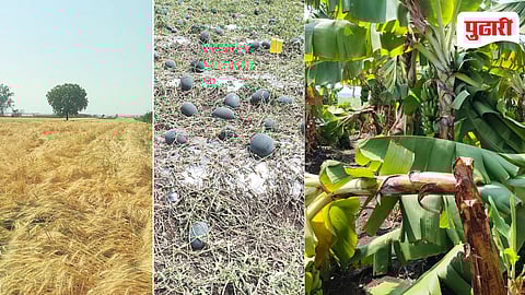 पुणे जिल्ह्यात अवकाळी पावसामुळे जवळार्जुन (ता. पुरंदर) येथील कलिंगडाच्या शेती, तसेच दौंड तालुक्यात काढणीच्या अवस्थेतील गहू आणि केळी बागांचे नुकसान झाल्याची स्थिती आहे. (छायाचित्रे ः जिल्हा अधीक्षक कृषी अधिकारी कार्यालय).