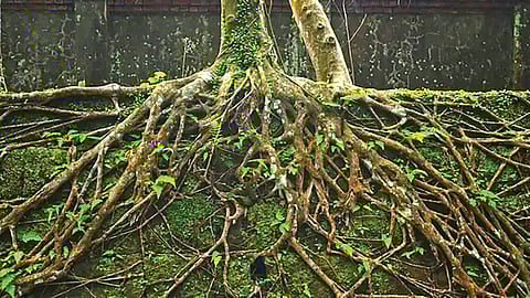 Plant Evolution History |