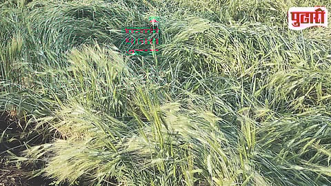 Unseasonal Rain Crop Damage