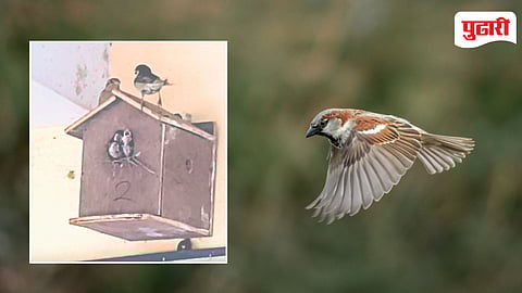 Sparrow Conservation Dahanu