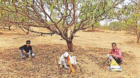 Jalna unseasonal rain damage
