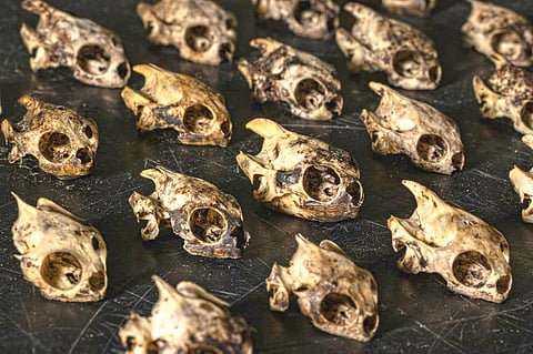 Mysterious Turtle deaths causes | 