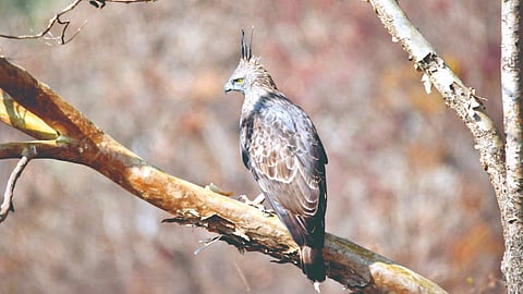 Changeable Hawk Eagle |