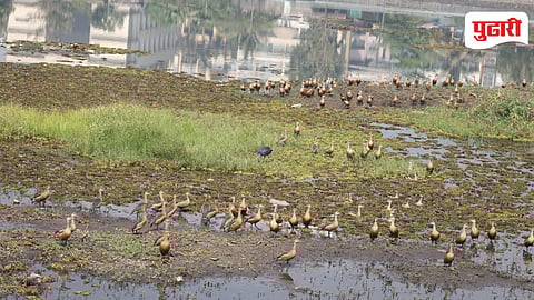 Panvel Migratory Birds
