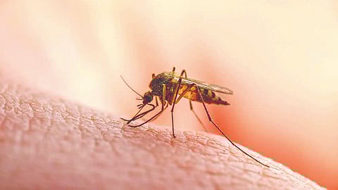 Malaria Risk Summer