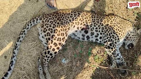 Porla Forest Range Leopard Death