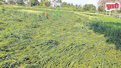 Ahilyanagar Unseasonal Rain Crop Damage