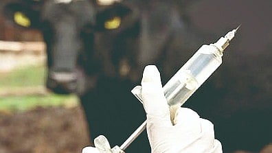 Solapur News: सांगोल्यातील 1 लाख 42 हजार 530 जनावरांचे लसीकरण