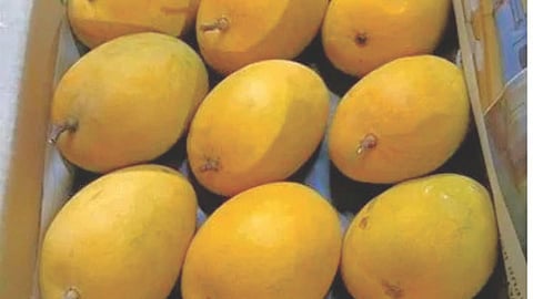 APMC mango arrival
