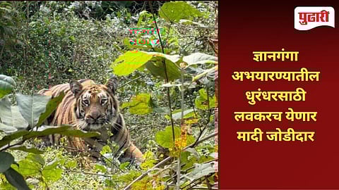 Dnyanganga Tiger Reserve