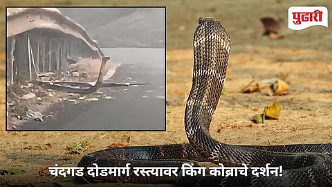 King Cobra in Chandgad 