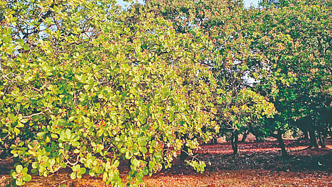 Cashew farmers compensation