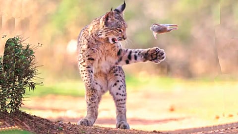 Wildlife Photographer of the Year |