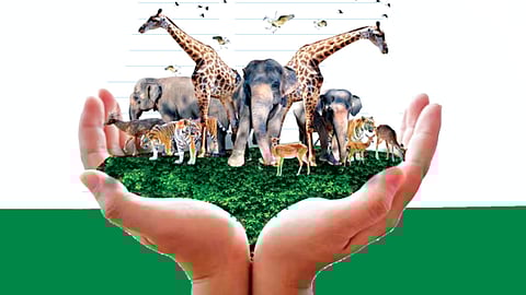 Wildlife importance ecosystem |