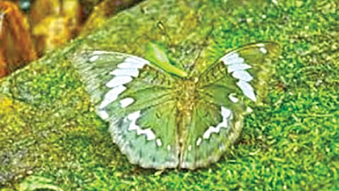 New Butterfly Species Discovered | 