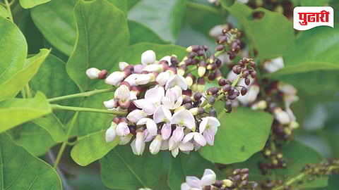 Raigad Chaitra Vasantotsav