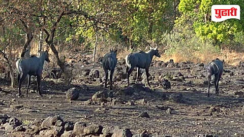 Shahapur Forest Fire