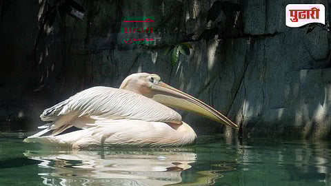 Great White Pelican