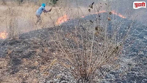 Savli forest range fire