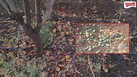 Naigaon unseasonal rain