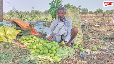 Pangra Shivar mango damage 