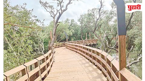 Gorai Mangrove Park Mumbai