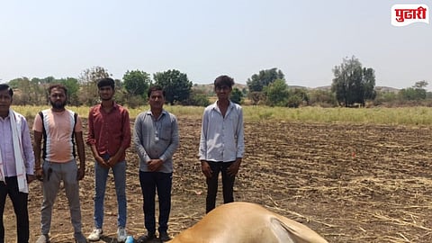 Bullock killed by lightning Jintur