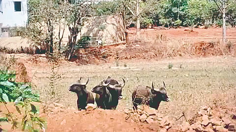 Gaur herd